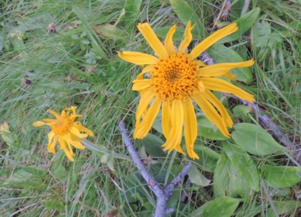Giallo oro - Arnica montana